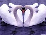 amor