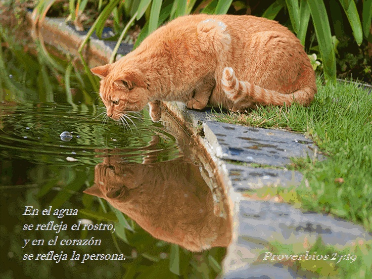 Proverbios 27-19 reflexiones cristianas