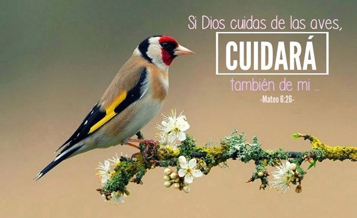Mateo 6-26 pensamiento del dia