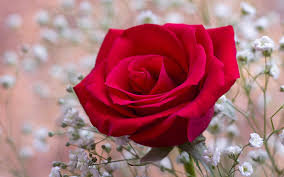 FLOR
