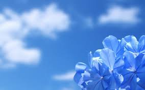 floresn
