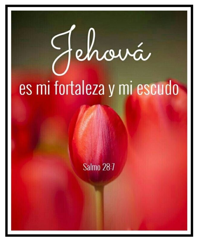 Jehova-es-mi-fortaleza-y-mi-escudo versiculo biblico.jpg